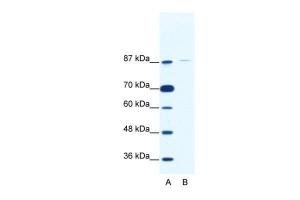 Anti-TAF1C Rabbit Polyclonal Antibody