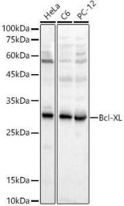 Anti-Bcl-XL Rabbit Polyclonal Antibody