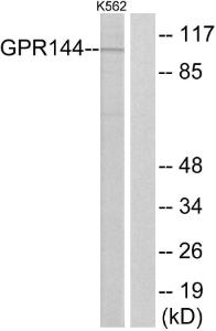 Anti-GPR144 Rabbit Polyclonal Antibody