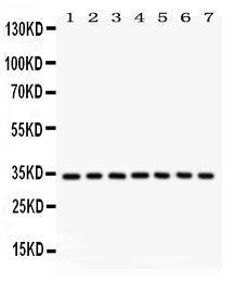 Anti-Cdk2 Rabbit Polyclonal Antibody