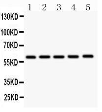 Anti-CBS Polyclonal Antibody