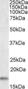 Antibody anti-AIF1 A83214-100 100 µg