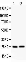 Anti-Claudin 2 Polyclonal Antibody