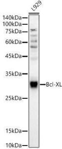 Anti-Bcl-XL Rabbit Polyclonal Antibody