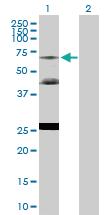 Anti-NR2C2 Rabbit Polyclonal Antibody