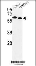 Anti-Proline Dehydrogenase Rabbit Polyclonal Antibody (HRP (Horseradish Peroxidase))