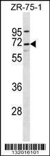 Anti-C10orf2 Rabbit Polyclonal Antibody