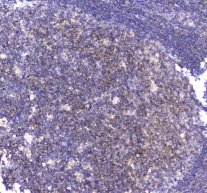 Anti-CD80 Polyclonal Antibody