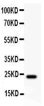 Anti-Claudin 5 Polyclonal Antibody