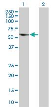 Anti-EFCAB13 Mouse Polyclonal Antibody