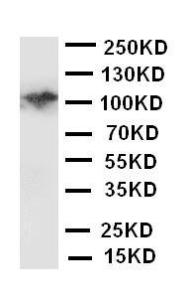 Anti-MCSF Receptor Rabbit Polyclonal Antibody