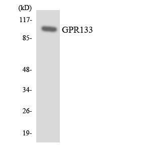 Western blot analysis of the lysates from K562 cells using Anti-GPR133 Antibody