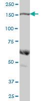 Anti-COLEC12 Mouse Polyclonal Antibody