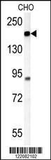 Anti-ATP11C Rabbit Polyclonal Antibody (HRP (Horseradish Peroxidase))