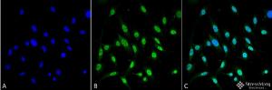 Immunocytochemistry/Immunofluorescence analysis of mouse fibroblast cell line (NIH 3T3), fixed in 4% formaldehyde for 15 min at room temperature, using Anti-GRP78 Antibody [3C5-1A4] (A305024), at 1:100 for 60 minutes at room temperature