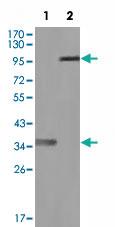 Anti-HCK Mouse Monoclonal Antibody [clone: 3D12E10]