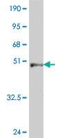 Anti-PRDX2 Mouse Polyclonal Antibody