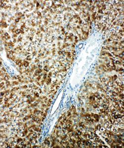 Anti-Cytochrome P450 1A2 Rabbit Polyclonal Antibody