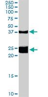 Anti-GALR1 Goat Polyclonal Antibody