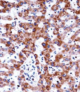 Anti-ADRA2C Rabbit Polyclonal Antibody (FITC (Fluorescein Isothiocyanate))