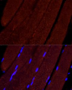 Immunofluorescence analysis of mouse skeletal muscle cells using Anti-AIF Antibody (A8473) at a dilution of 1:100 (40X lens). DAPI was used to stain the cell nuclei (blue)