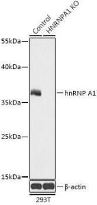 Western blot analysis of extracts from normal (control) and hnRNP A1 knockout (KO) 293T cells, using Anti-hnRNP A1 Antibody (A92919) at 1:500 dilution