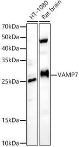 Anti-SYBL1 / VAMP-7 Rabbit Polyclonal Antibody