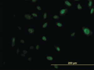 Anti-EP300 Mouse Monoclonal Antibody [clone: 1D2]