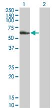 Anti-NR2C2 Mouse Monoclonal Antibody [clone: 2A5]