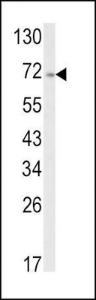 Anti-ATF6 Rabbit Polyclonal Antibody (APC (Allophycocyanin))