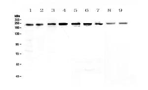 Anti-BRG1 Polyclonal Antibody