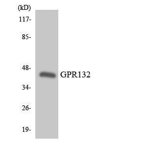 Western blot analysis of the lysates from HT 29 cells using Anti-GPR132 Antibody