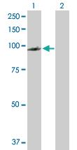 Anti-PDCD6IP Rabbit Polyclonal Antibody