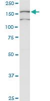 Anti-COLEC12 Mouse Monoclonal Antibody [clone: 4A7]