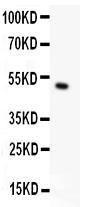 Anti-CD146 Polyclonal Antibody