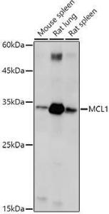 Antibody A92920-100 100 µl