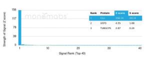 Analysis of protein array containing more than 19,000 full-length human proteins using Anti-Clusterin Antibody [CLU/4727] Z-Score and S- Score