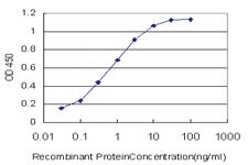 Anti-EP300 Mouse Monoclonal Antibody [clone: 1D2]