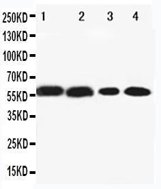 Anti-Cytochrome P450 1A2 Rabbit Polyclonal Antibody