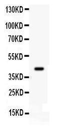 Anti-Cdk9 Rabbit Polyclonal Antibody