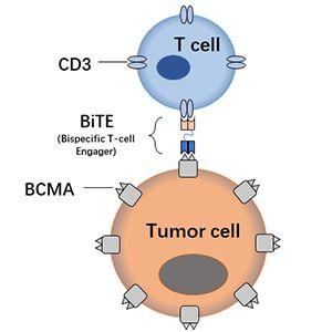 The basic principle of BiTE cell killing assay. The BiTE molecule can effectively bring T cells to tumor target cells and stimulate tumor cell killing activity of T cells.