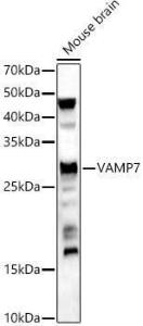 Anti-SYBL1 / VAMP-7 Rabbit Polyclonal Antibody