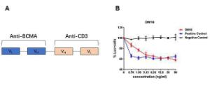 A. The scheme of Anti-BCMA BiTE molecule. B. Tumor cell killing assay