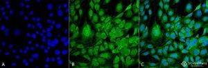 Immunocytochemistry/Immunofluorescence analysis of mouse fibroblast cell line (NIH 3T3), fixed in 4% formaldehyde for 15 min at room temperature, using Anti-GRP78 Antibody [3G12-1G11] (A305025), at 1:100 for 60 minutes at room temperatur