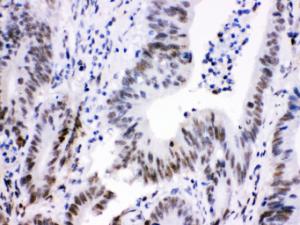 Anti-Cdk9 Rabbit Polyclonal Antibody