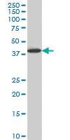 Anti-LHX6 Mouse Monoclonal Antibody [clone: 3E8]