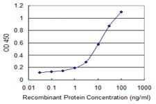 Anti-COLEC12 Mouse Monoclonal Antibody [clone: 4A7]