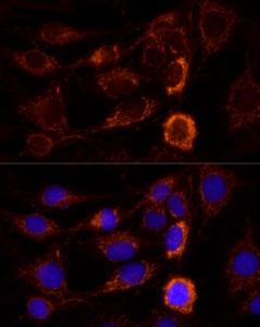 Immunofluorescence analysis of C6 cells using Anti-AIF Antibody (A8473) at a dilution of 1:100 (40X lens). DAPI was used to stain the cell nuclei (blue)