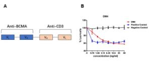 Anti-BCMA Antibody [DM4]