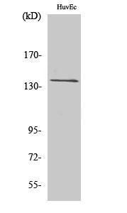 Anti-GPCR GPR126 Rabbit Polyclonal Antibody